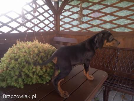 Oddam szczeniaka 3 mięs.  Rasy gończy Polski