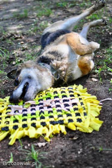 Horaś -  ideał z klapniętym uszkiem szuka domu!