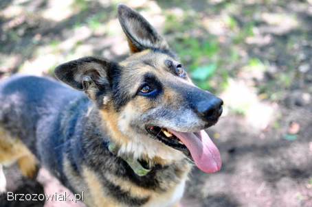 Horaś -  ideał z klapniętym uszkiem szuka domu!