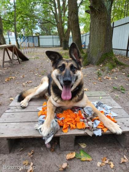 Horaś -  ideał z klapniętym uszkiem szuka domu!