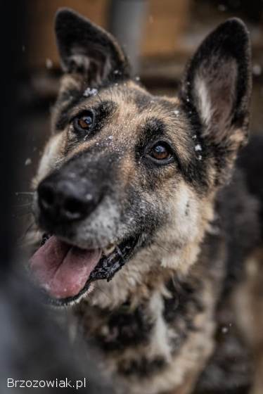Horaś -  ideał z klapniętym uszkiem szuka domu!