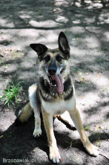 Horaś -  ideał z klapniętym uszkiem szuka domu!