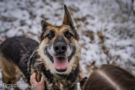 Horaś -  ideał z klapniętym uszkiem szuka domu!