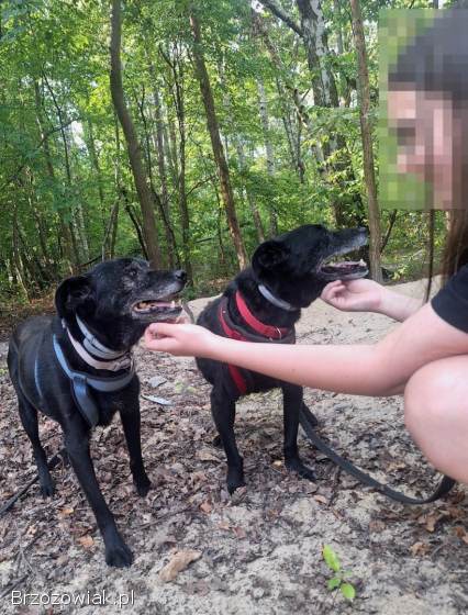 Devo i Devi,  łagodne delikatne psiaki do adopcji!