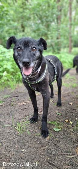 Devo i Devi,  łagodne delikatne psiaki do adopcji!