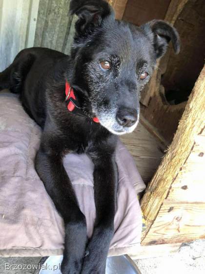 Devo i Devi,  łagodne delikatne psiaki do adopcji!