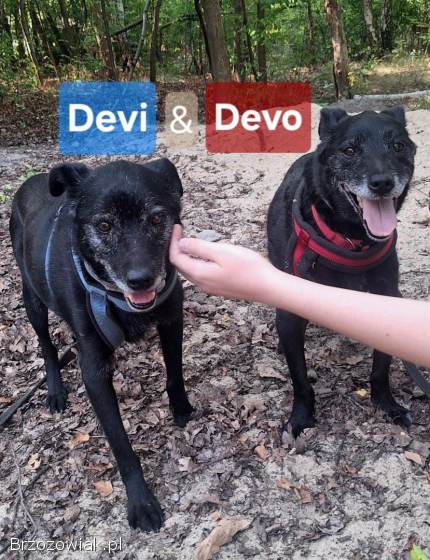 Devo i Devi,  łagodne delikatne psiaki do adopcji!