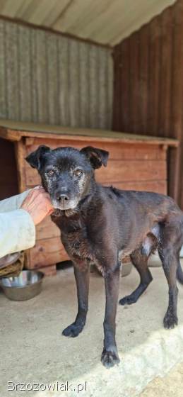 Devo i Devi,  łagodne delikatne psiaki do adopcji!