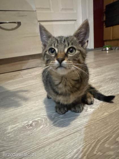 Oddam pięknego kotka