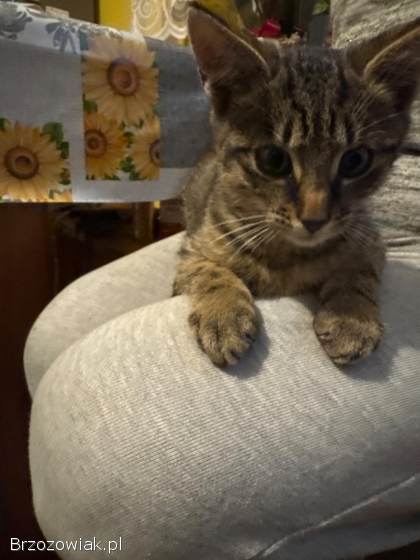 Oddam pięknego kotka