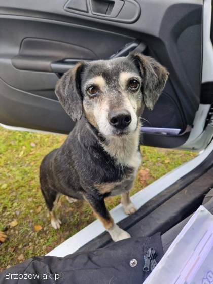 Kropka -  niekonfliktowa,  spokojna,  zrównoważona sunia!