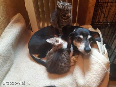 Kropka -  niekonfliktowa,  spokojna,  zrównoważona sunia!