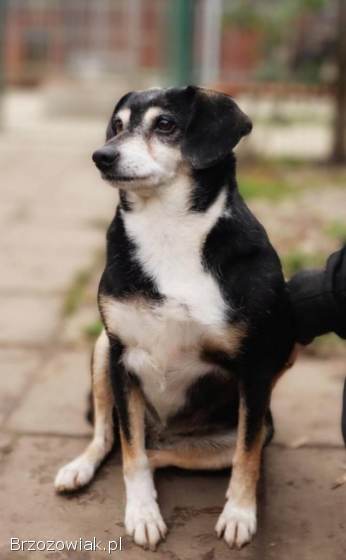 Kropka -  niekonfliktowa,  spokojna,  zrównoważona sunia!