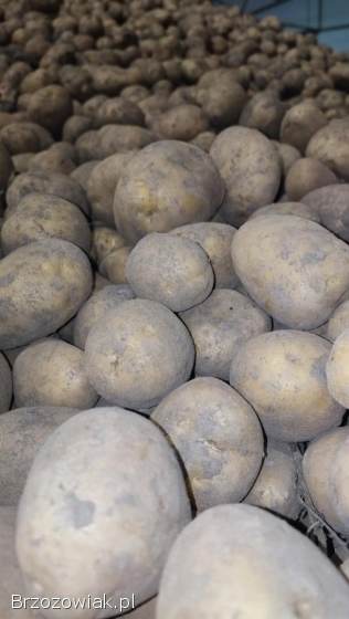 Ziemniaki jadalne Corrina 1zł/kg