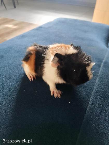 Sprzedam świnkę morską samiczka 4 tyg