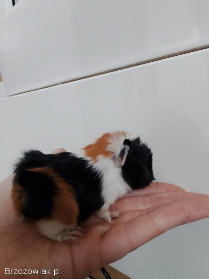 Sprzedam świnkę morską samiczka 4 tyg