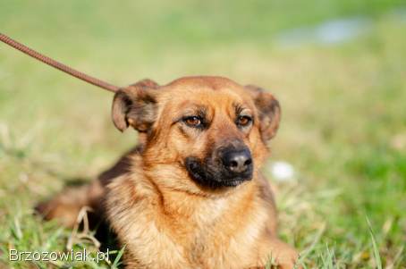 Kora -  rozkoszna,  delikatna sunia szuka domu!