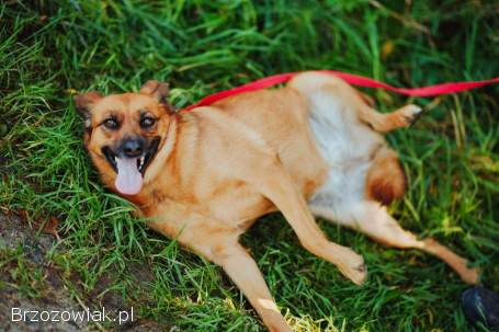 Kora -  rozkoszna,  delikatna sunia szuka domu!