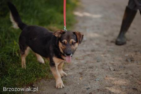 Baloo -  fantastyczny niskopodłogowiec szuka domu!