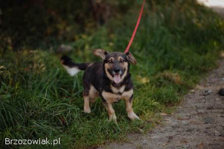 Baloo -  fantastyczny niskopodłogowiec szuka domu!