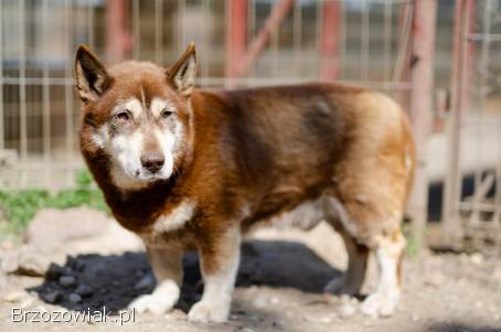 Luntek -  mini husky o złotym sercu!