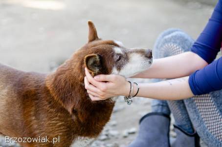Luntek -  mini husky o złotym sercu!