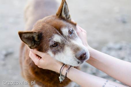 Luntek -  mini husky o złotym sercu!