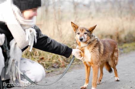 Lisia -  najsmutniejsza w schronisku POMOCY!