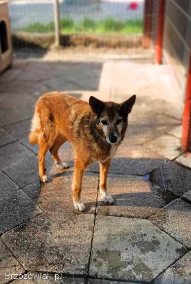 Lisia -  najsmutniejsza w schronisku POMOCY!