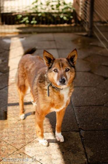 Lisia -  najsmutniejsza w schronisku POMOCY!