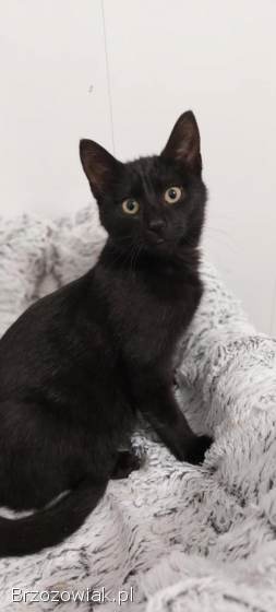 Wars -  spokojny,  sympatyczny koci kawaler szuka domu