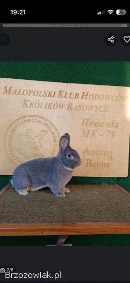 Króliki wiedeńskie