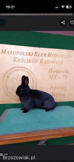 Króliki wiedeńskie