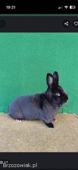 Króliki wiedeńskie