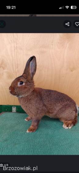 Króliki wiedeńskie