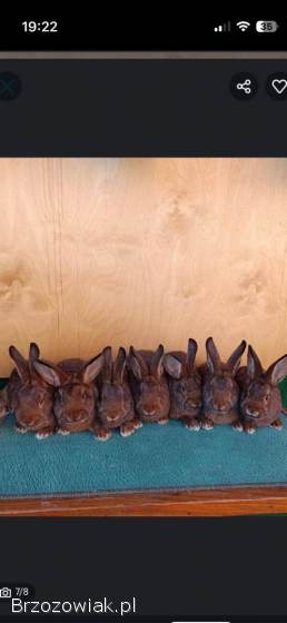 Króliki wiedeńskie