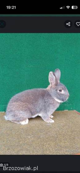 Króliki wiedeńskie