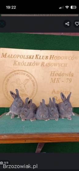 Króliki wiedeńskie