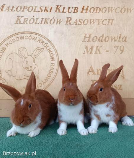 Króliki wiedeńskie