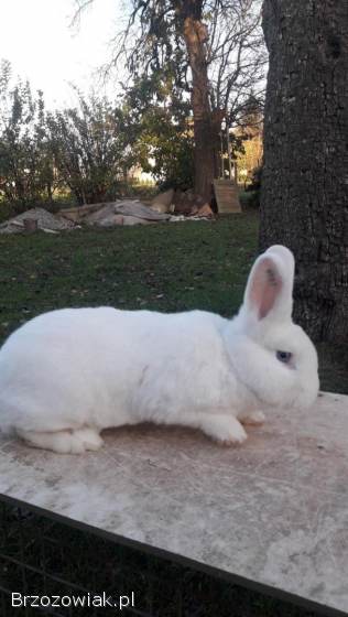 Króliki wiedeński biały.