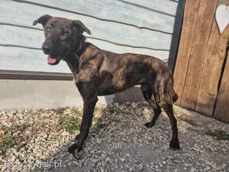 Blum -  młody,  wychowany z dziećmi,  aktywny pręgus!