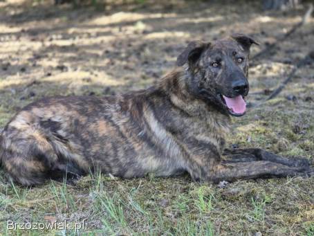 Blum -  młody,  wychowany z dziećmi,  aktywny pręgus!