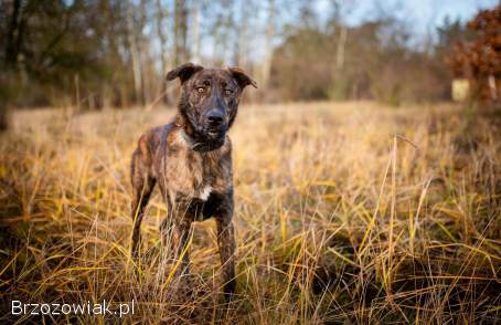 Blum -  młody,  wychowany z dziećmi,  aktywny pręgus!