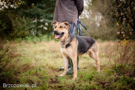 Magnus -  młodziutki,  wesoły,  przyjazny psiak!