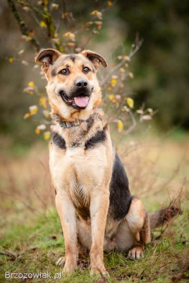 Magnus -  młodziutki,  wesoły,  przyjazny psiak!