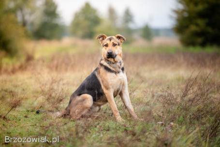 Magnus -  młodziutki,  wesoły,  przyjazny psiak!
