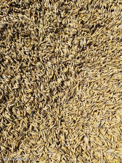 Pszenica,  owies,  Jęczmień,  soja,  pszenżyto