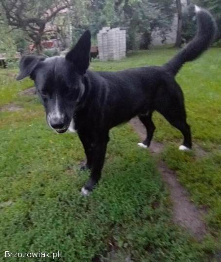 Atos -  młodziutki,  domowy,  wychowany psiak