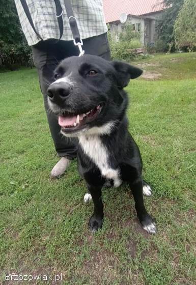 Atos -  młodziutki,  domowy,  wychowany psiak