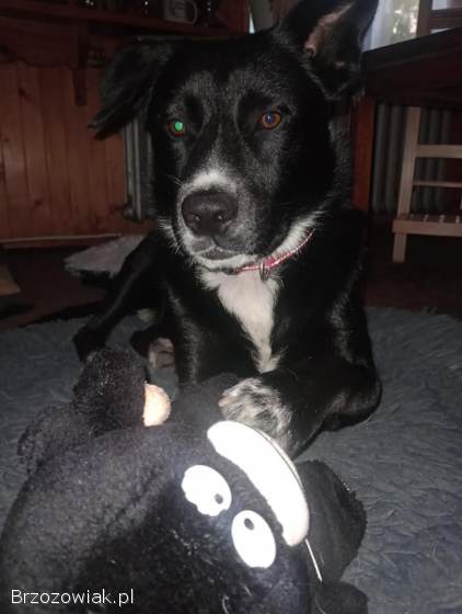 Atos -  młodziutki,  domowy,  wychowany psiak